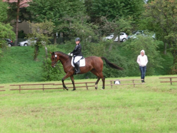 Pillnitzer Reitturnier